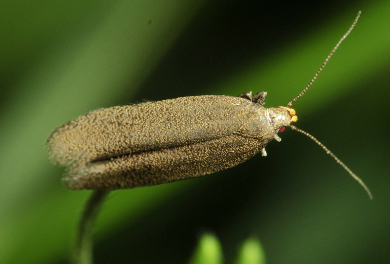 Alcune specie dall''alta Val di Susa